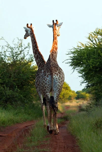 Two giraffe walking on a track — Stock Photo, Image