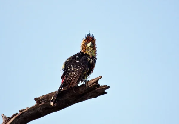 Wet Crested Barbet — Stock Photo, Image