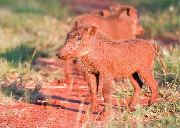 Mladí warthog — Stock fotografie