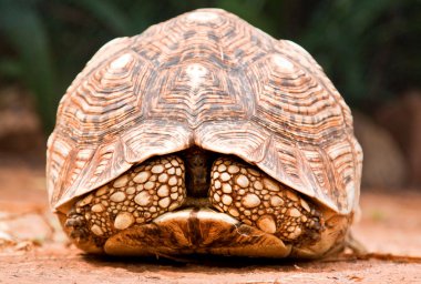 Tortoise closeup clipart