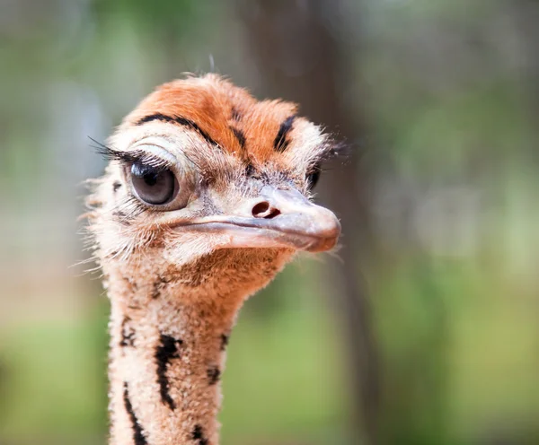 Ostrich chick closeup — Stock Photo, Image