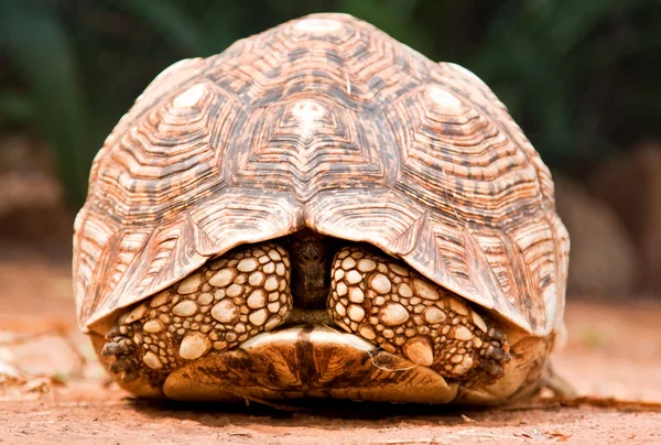 Primer plano de la tortuga — Foto de Stock