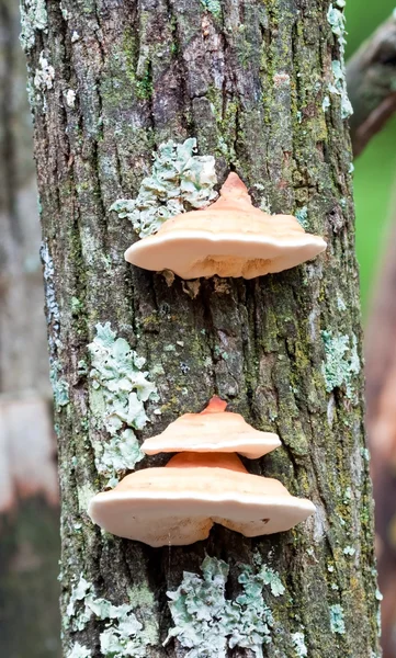 stock image Wood fungus