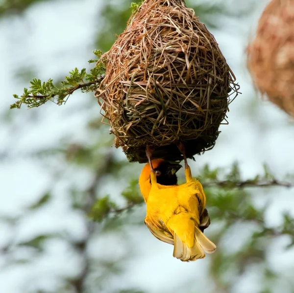 Weaver building a nest — Stock Photo, Image