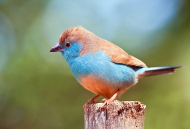 Blue Waxbill clipart