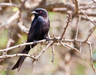 Fork tailed drongo clipart