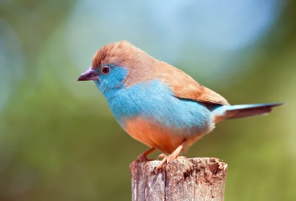 stock image Blue Waxbill