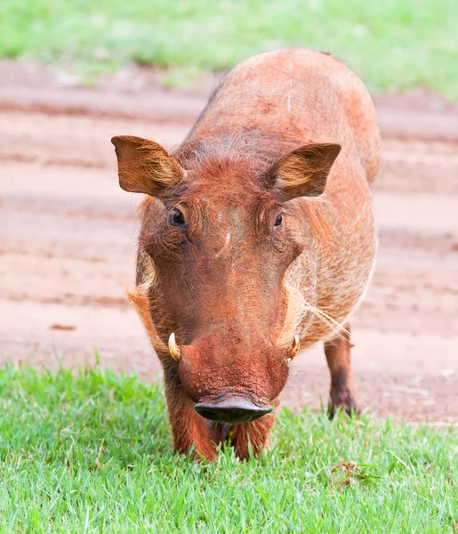 Dişi domuz — Stok fotoğraf