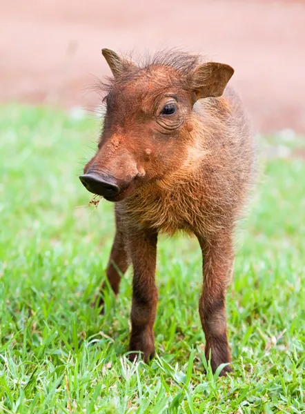 年轻的疣猪仔猪 — 图库照片