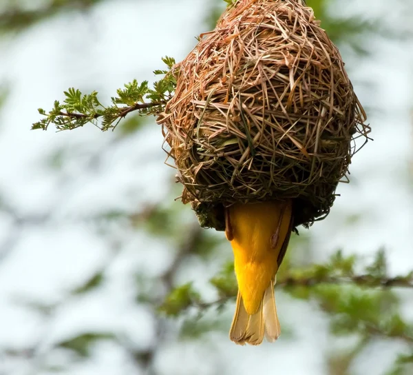 Weaver building a nest — Stock Photo, Image