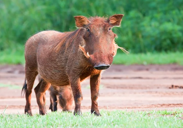 Warzenschweinweibchen — Stockfoto