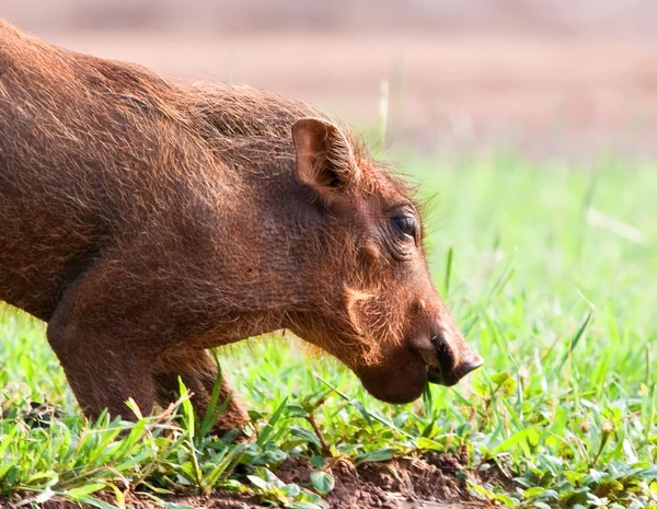Young Warthog piglet — Stock Photo, Image