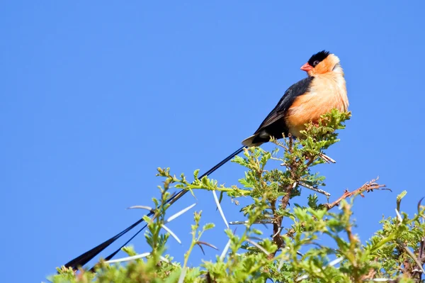 Pin-tailed whydah — Stock Photo, Image
