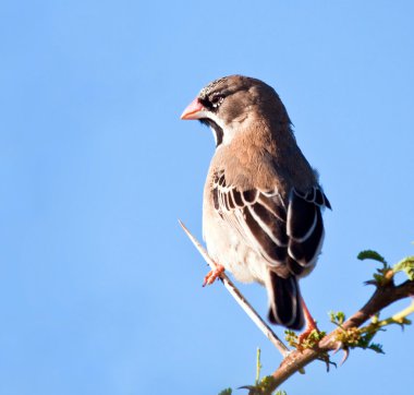 Scaly-feathered finch clipart