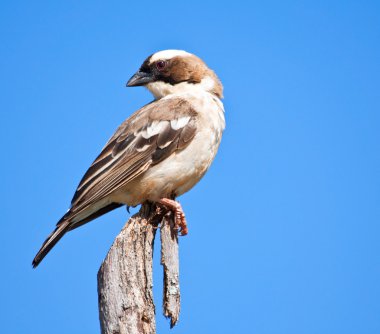 White-browed Sparrow Weaver clipart