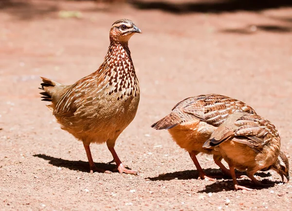 Family of Crested Francolin — Stock Photo, Image