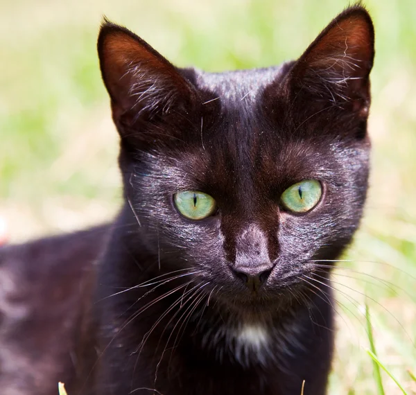 Black cat with green eyes