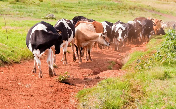 Yaklaşan bir sığır sürüsü — Stok fotoğraf
