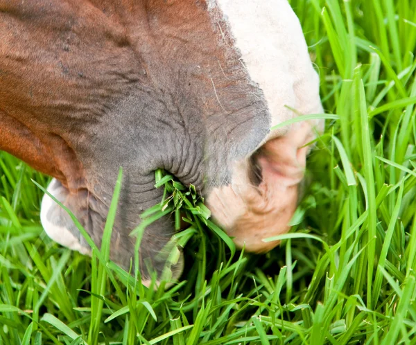Nahaufnahme eines Pferdemauls, das Gras frisst — Stockfoto