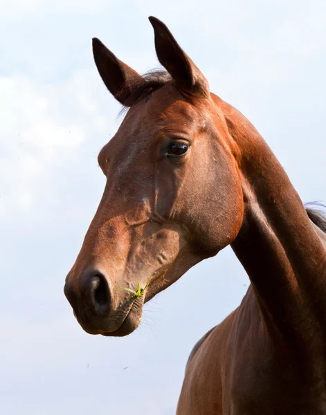 Portrait of a brown horse — Stock Photo, Image