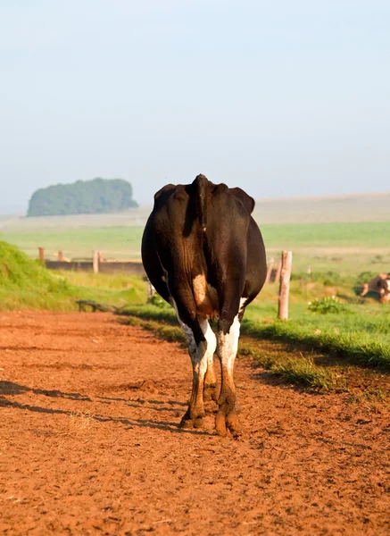 Kuh läuft auf die Felder — Stockfoto