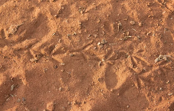 Bird tracks in the sand — Stock Photo, Image