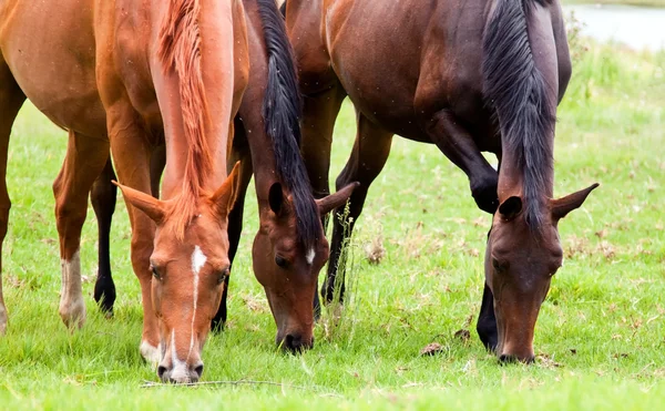 Trzy konie jedzenie trawy — Zdjęcie stockowe