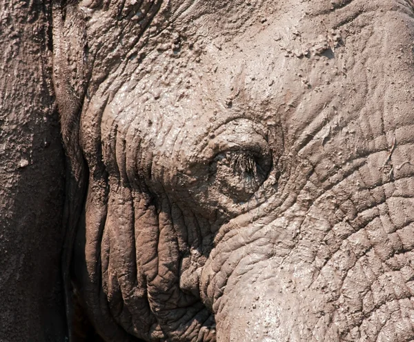 Gajah Afrika — Stok Foto