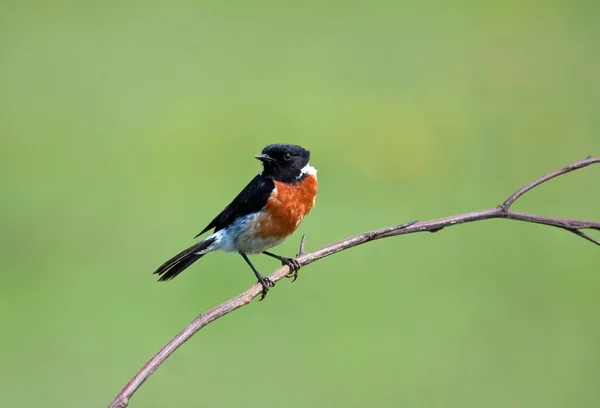 Stone Chat sitting on a branch — Stock Photo, Image