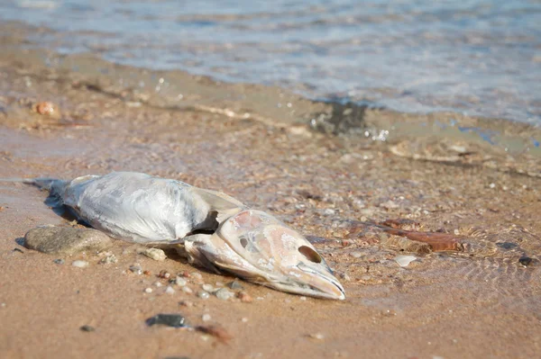 Ölü balık Stok Resim