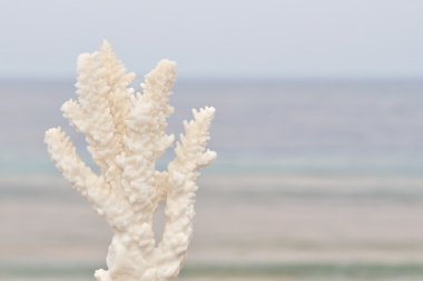 White coral clipart