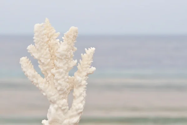 Vit korall Royaltyfria Stockbilder