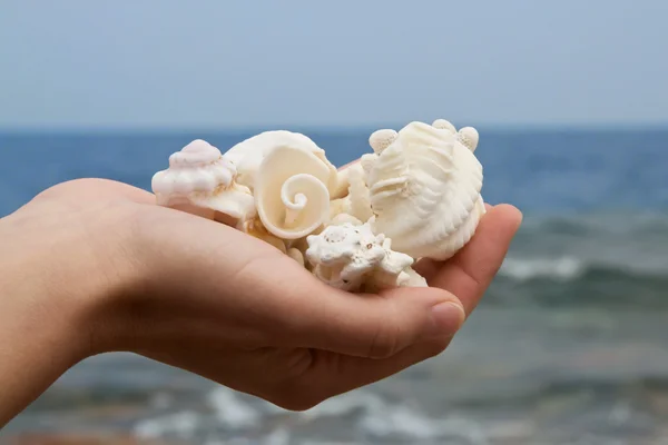 Handful of sea shells Stock Photo