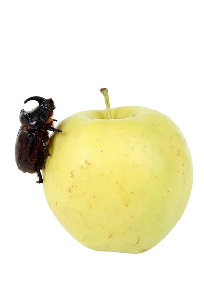 Apple en een bug Stockfoto