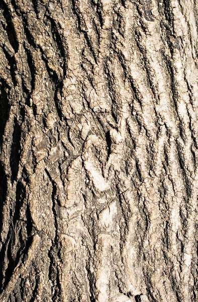 Träd cortex — Stockfoto