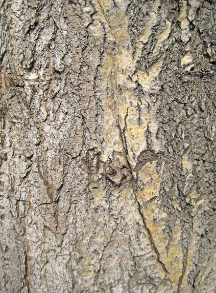 Antecedentes, córtex de árvore — Fotografia de Stock