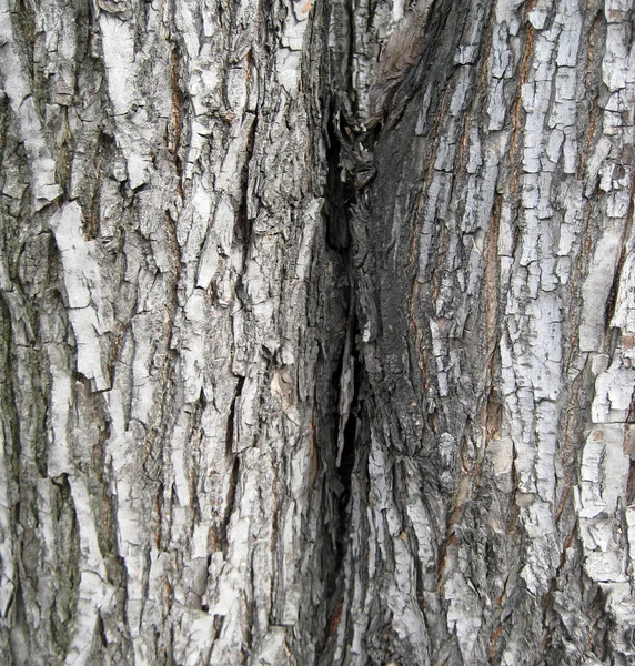 Backgrounds, Tree cortex — Stock Photo, Image