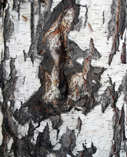 Backgrounds, Tree cortex — Stock Photo, Image