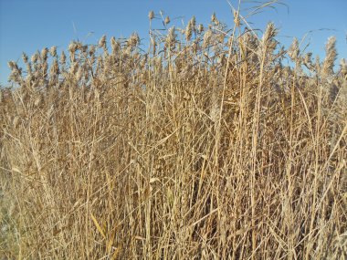 Doğa, bulrush