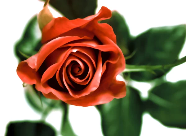 Style rose — Stock Photo, Image