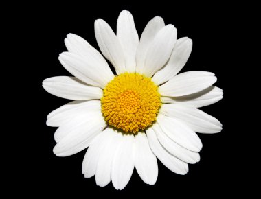 White Daisy Flower clipart