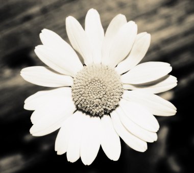 Beyaz papatya çiçeği