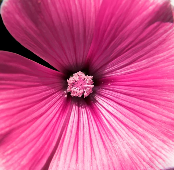 stock image Pink flower