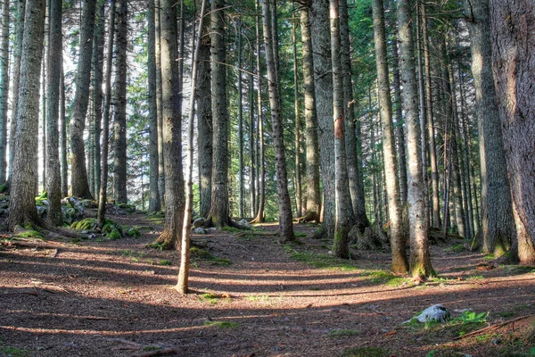 stock image Forest vegetation - trees