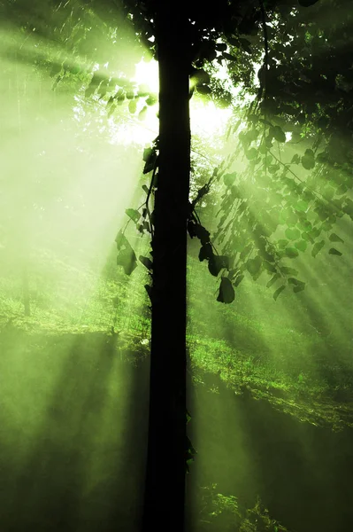 Stock image Light tree - sun rays