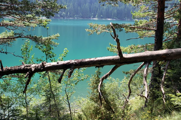 Forest vegetation and lake — Stock Photo, Image