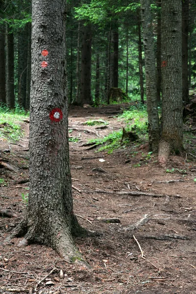 stock image Mark in the wood