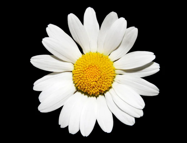 Flor de margarita blanca — Foto de Stock