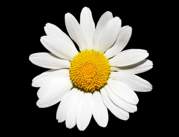 White Daisy Flower
