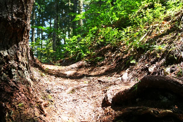 自然詳細 - 森林植生 ロイヤリティフリーのストック写真